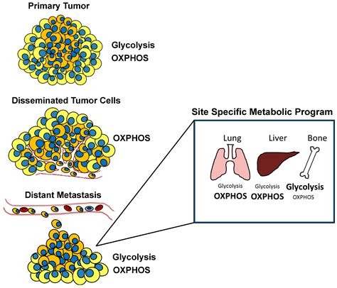 Cells Free Full Text Metabolic Reprogramming In Breast Cancer And