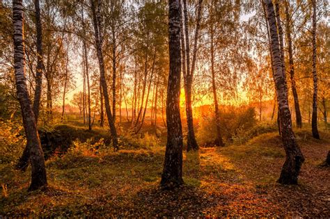 Sunrise In A Birch Forest In Autumn High Quality Nature Stock Photos