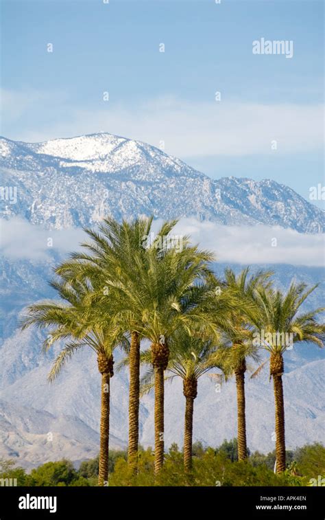 Palm Trees With Snow Covered Mountains Palm Springs California Stock