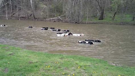 Mohican adventures camp and cabins is nestled in a wooded valley complemented by two small lakes; Cows falling in the Mohican River ~ Smith's Pleasant ...