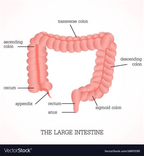 Structure And Function Of The Large Intestine Vector Image On