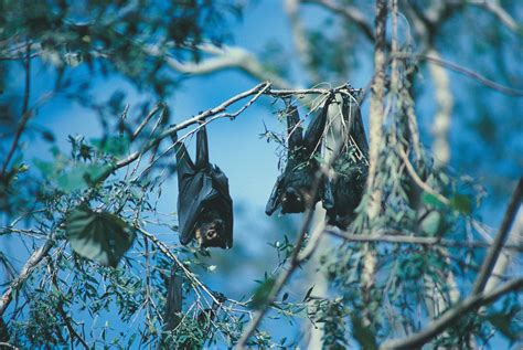 Spectacled Flying Fox The Australian Museum