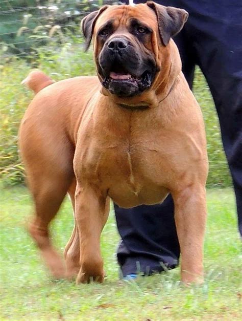 Bullmastiff Breeders