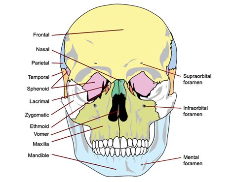 Skull Anatomy Anterior View