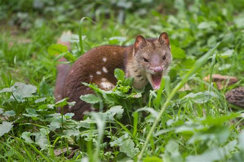 Tiger Quoll Also Known As Spotted Quoll Stock Photo Download Image