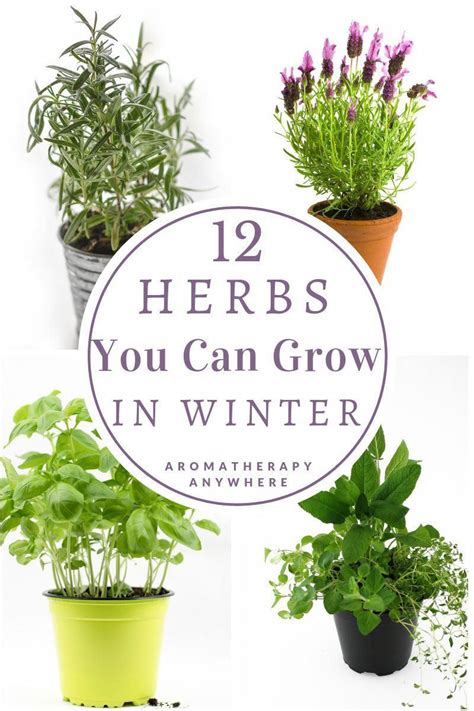 12 Herbs To Grow In Winter Finding Fresh Herbs In Winter Can Be