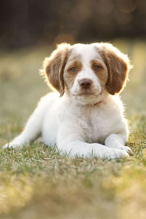 25 Cutest Dog Breeds Most Adorable Dogs