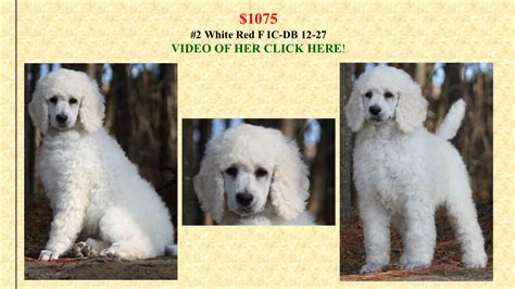 Check out our cream and black standard poodles today. Cute standard poodle puppy | Poodle puppy, Black puppy ...