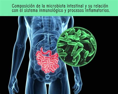 Composición de la microbiota intestinal y su relación con el sistema inmunológico y procesos