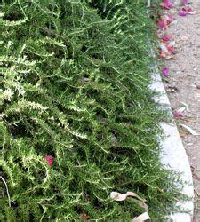 Swamp dogwood (cornus foemina) deciduous flowering tree growing to maximum of 20ft. Rosemary loves Florida. It's very drought tolerant and performs well in full sun or partial ...