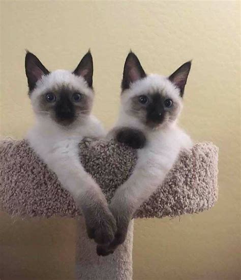 Twitter Cute Kittens Siamese Kittens Cats Meow Pretty Cats