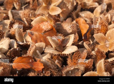 Masses Lots Of Dried Ripe Fallen Beech Tree Seed Pods Kernels On Forest