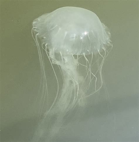 Chesapeake Bay Folk Remedies For Jellyfish Stings Chesapeake Bay Magazine