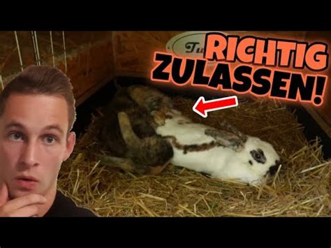 Kaninchen decken was ist passiert. Kaninchen ZULASSEN! ♀️ & ♂️ Paarungszeit - decken lassen 🐇 ...