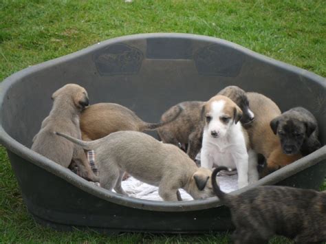 Lurcher Breed Info Temperament Puppies Care Training Pictures
