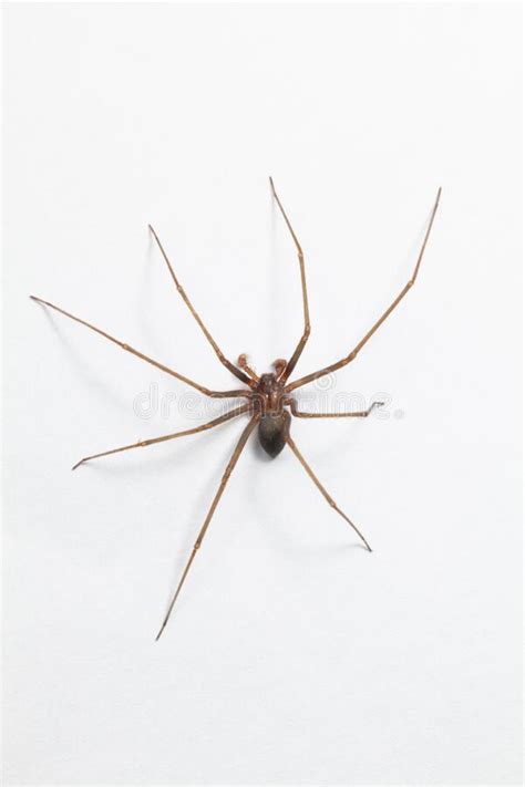 Male Brown Recluse Spider Poisonous Arachnid Stock Image Image Of