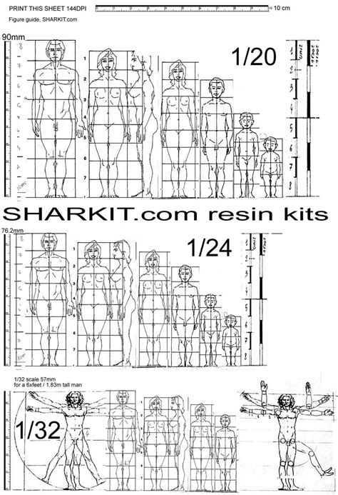 Proportions Of The Human Body Head Proportions Body Anatomy Resin Kit
