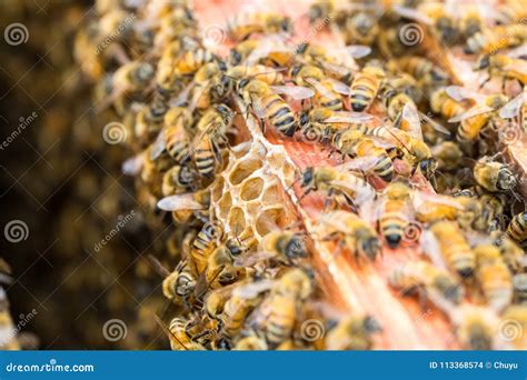 Busy Bees On Beehive Stock Photo Image Of Bees Comb 113368574