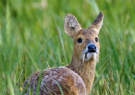 These Chinese Water Deer With Fangs Are Very Real And Strangely