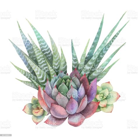 Supposedly, species can only breed within their. Watercolor Vector Bouquet Of Cacti And Succulent Plants ...