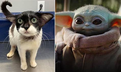 Yoda Cat Sends Social Media Users Into A Meltdown Flipboard