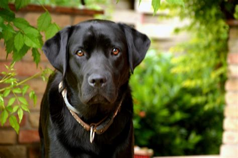 Free Images Puppy Black Vertebrate Labrador Retriever Dog Like