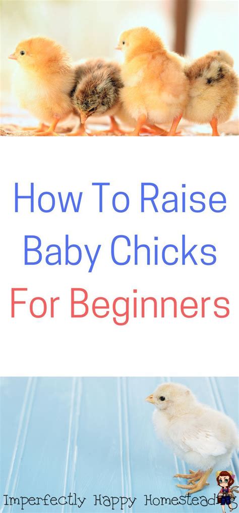 How To Raise Baby Chicks For Beginners Imperfectly Happy Homesteading