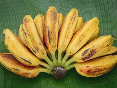 4 Proven Benefits Of Saba Banana Organic Facts