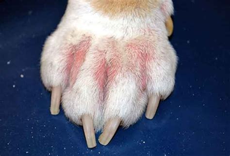 How To Treat Dog Skin Allergies Pet Animal World