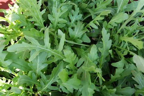 How To Grow Arugula In Pots Or In Your Garden Plant Instructions