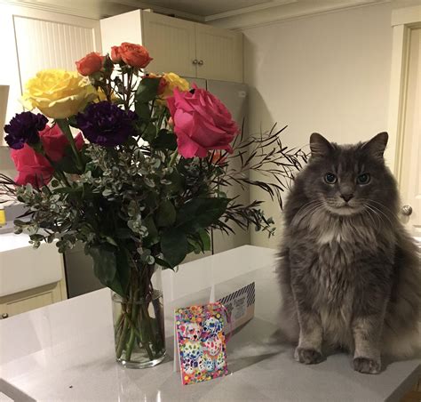 My Sisters Cat Skittles Liked The Lisa Frank Birthday Flowers I Sent