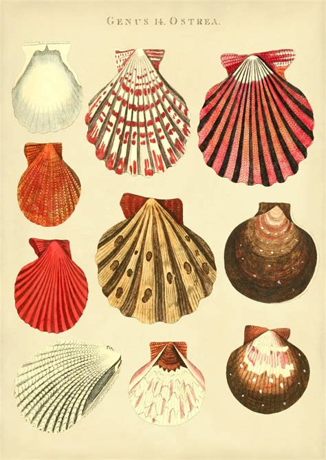 Sea Shells Another Wonderful Print Print Design Art Art Print Set