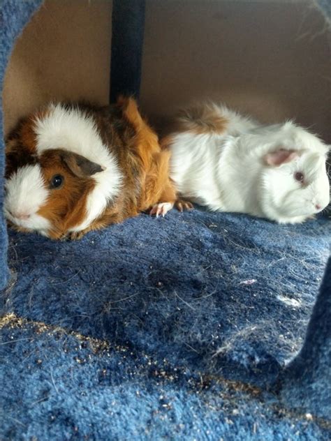 Two Female Guinea Pigs With Cage For Sale