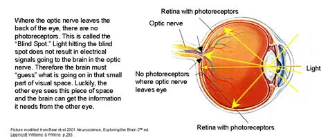 How To Check Blind Spot In Eye What Can It Tell You And How Do You