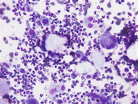 Cytology Of Canine And Feline Non Neoplastic Skin Diseases Veterian Key