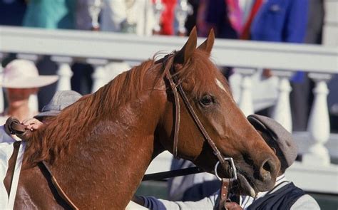 The greatest two minutes in sports, the kentucky. How To Keep Beloved Kentucky Derby Winners From Ending Up ...