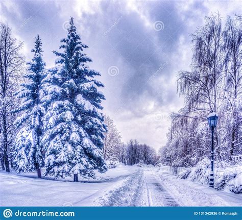 Christmas Winter Landscape Spruce And Pine Trees Covered In Snow Stock