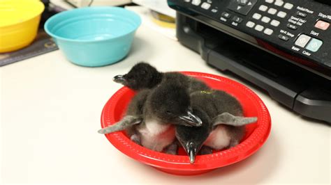Several Baby Macaroni Penguins Hatch At Moody Gardens Just In Time For