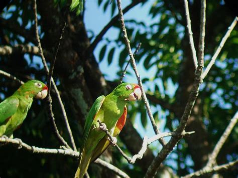 Crimson Fronted Parakeet Aratinga Finschi This Is The Mo Flickr