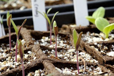 'black krim' tomato is a ukrainian heirloom from crimea region of black sea, crimean peninsula (ukraine). Black Krim Tomato Seedlings | My Tiny Plot