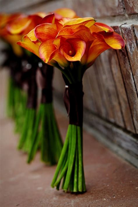 Maybe you would like to learn more about one of these? long stem calla lillys for a bouquet LOVE this color! My ...
