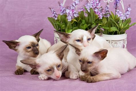 We Are Siamese Kittens Siamese Lavender Cats Hd Wallpaper Peakpx