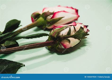 Fading Rose Stock Photo Image Of Hope Passion Love 144347934