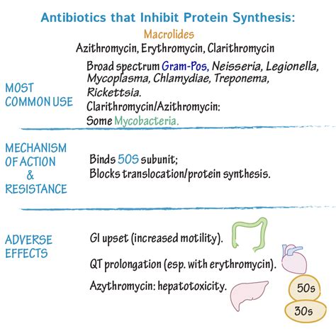 Immunologymicrobiology Glossary Macrolides Draw It To Know It