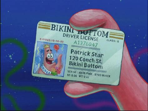 Patrick adalah seorang pengangguran namun selalu hidup berkecukupan. List of driver's licenses - Encyclopedia SpongeBobia - The SpongeBob SquarePants Wiki