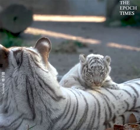 Gambar Anak Harimau Comel Baby Harimau Putih Dilahirkan Damion Roob