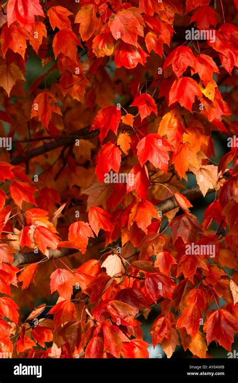 Red Maples Leaves On A Tree In My Front Yard Stock Photo Alamy