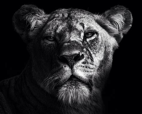 Dignity By Christian Meermann 500px Black And White Lion Animals