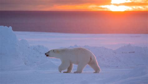 Good News For Polar Bears In Canadas Central Arctic Wwfca
