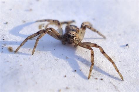 Dsc05896 British Spiders Mick Talbot Flickr